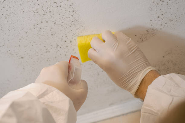 Reliable The College Of New Jersey, NJ Mold Removal Solutions