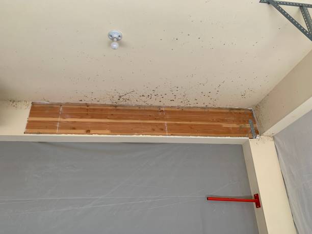 Best Commercial Mold Inspection  in The College Of New Jersey, NJ